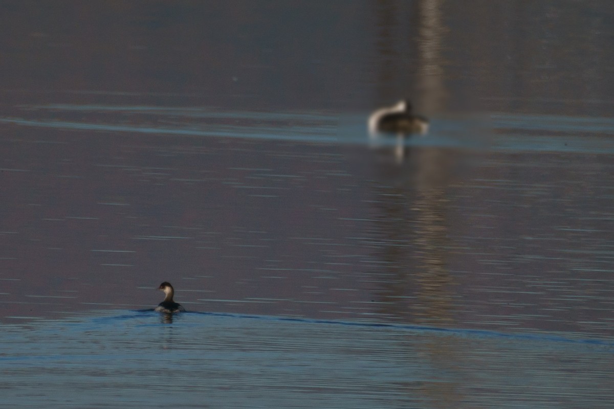 Eared Grebe - ML644473570