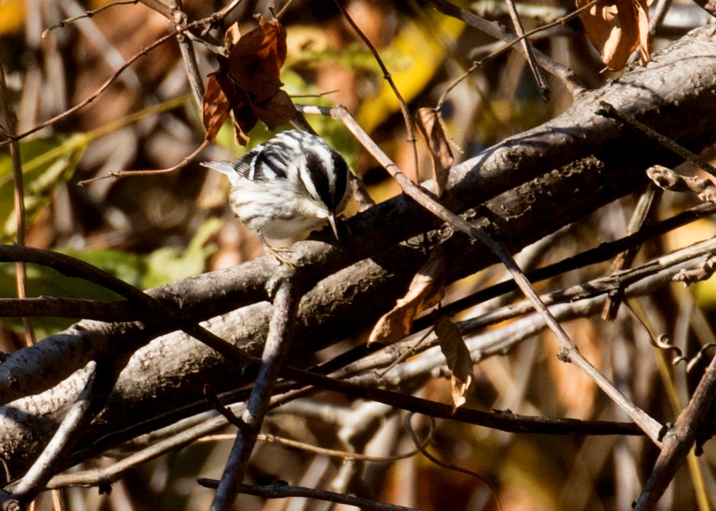 Black-and-white Warbler - ML644473572