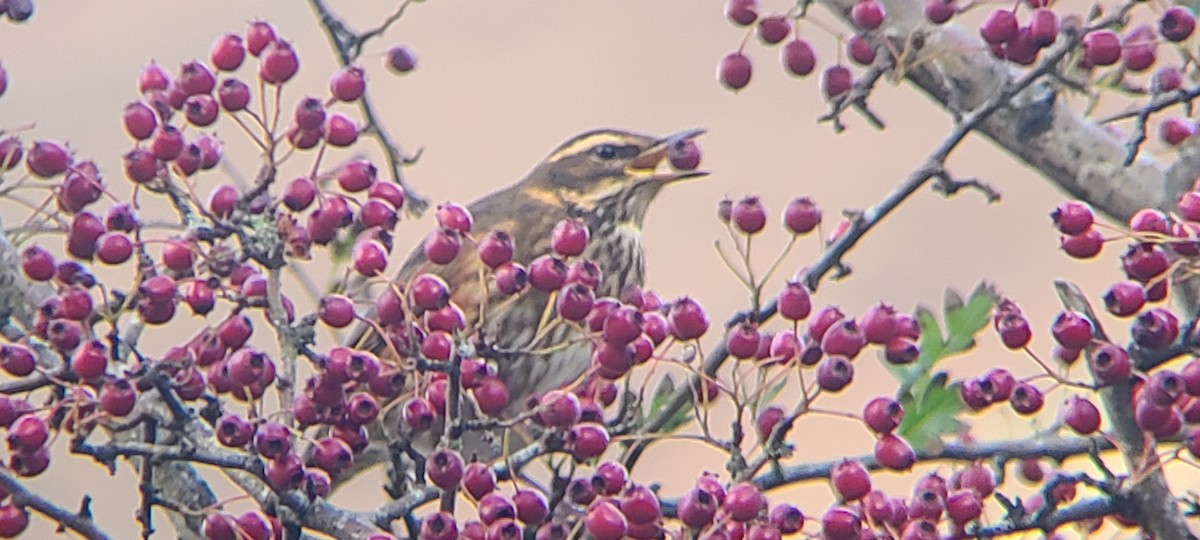 Redwing - ML644473586