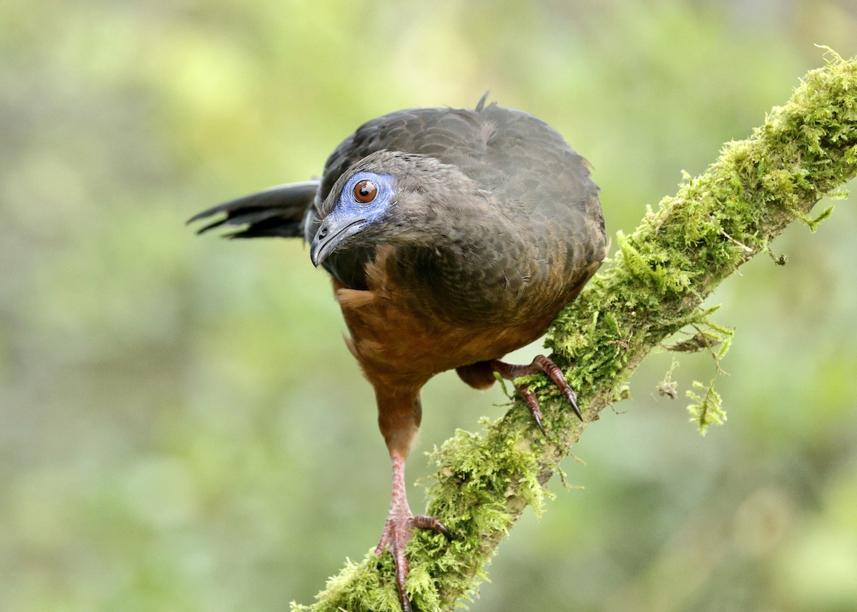 Sickle-winged Guan - ML644473587