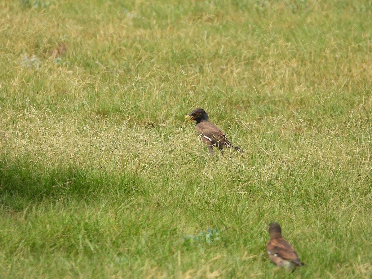 Тольт бор тодол - ML644473593