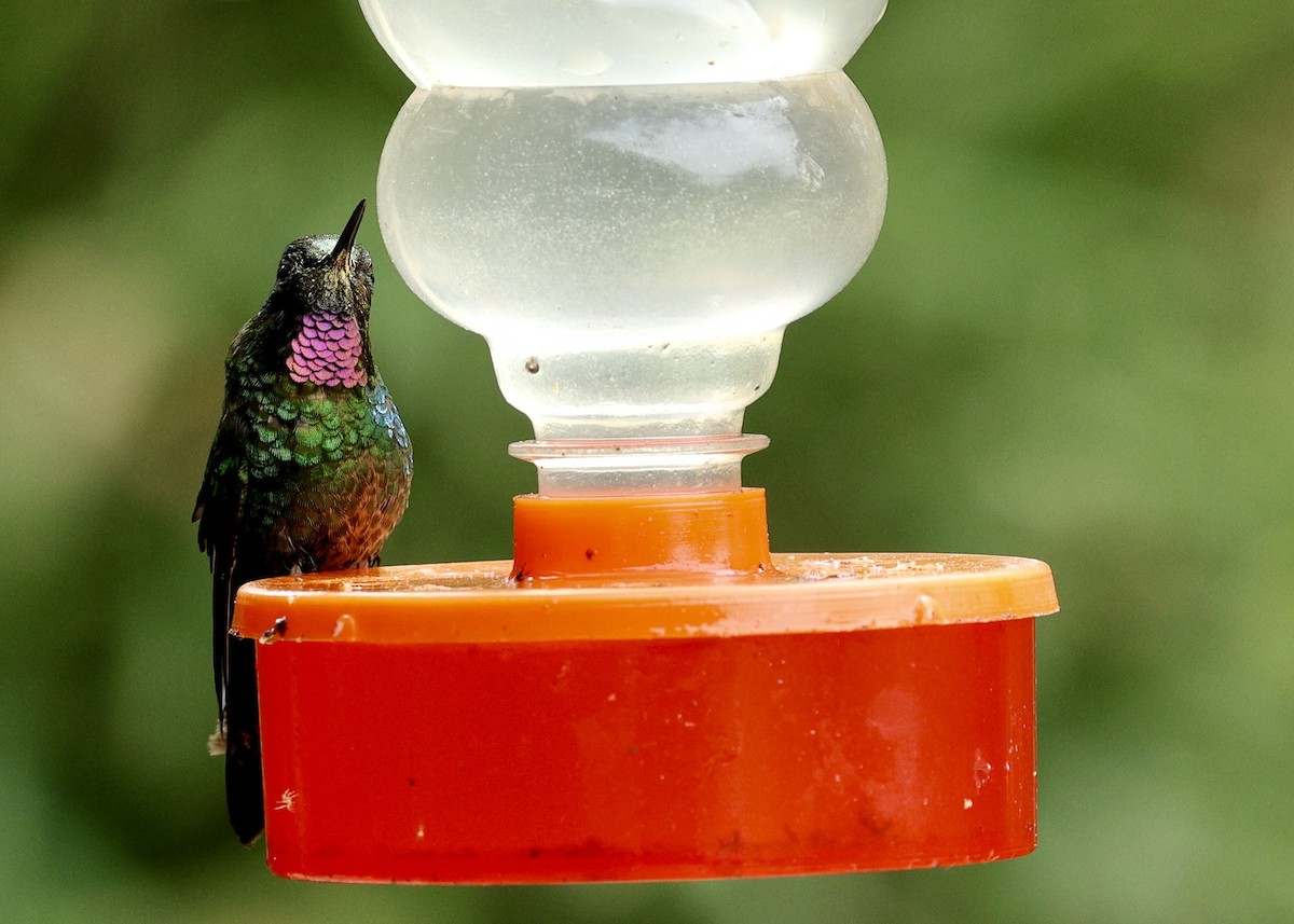 Tourmaline Sunangel - ML644473599