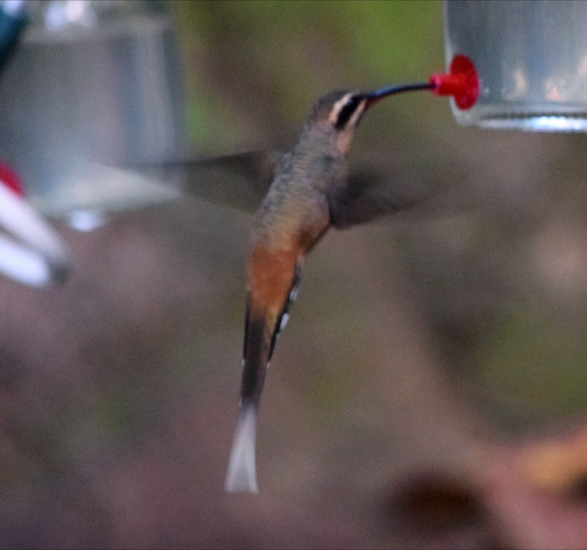 kolibřík Pretreův - ML644473614