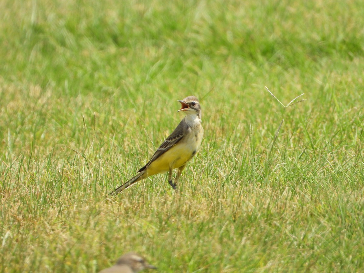 Өрнийн шар цэгцгий - ML644473616