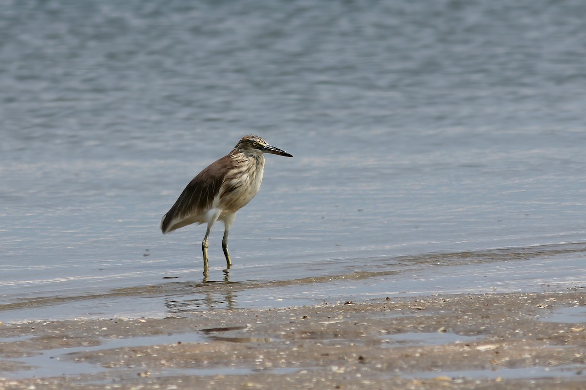 pond-heron sp. - ML644473619