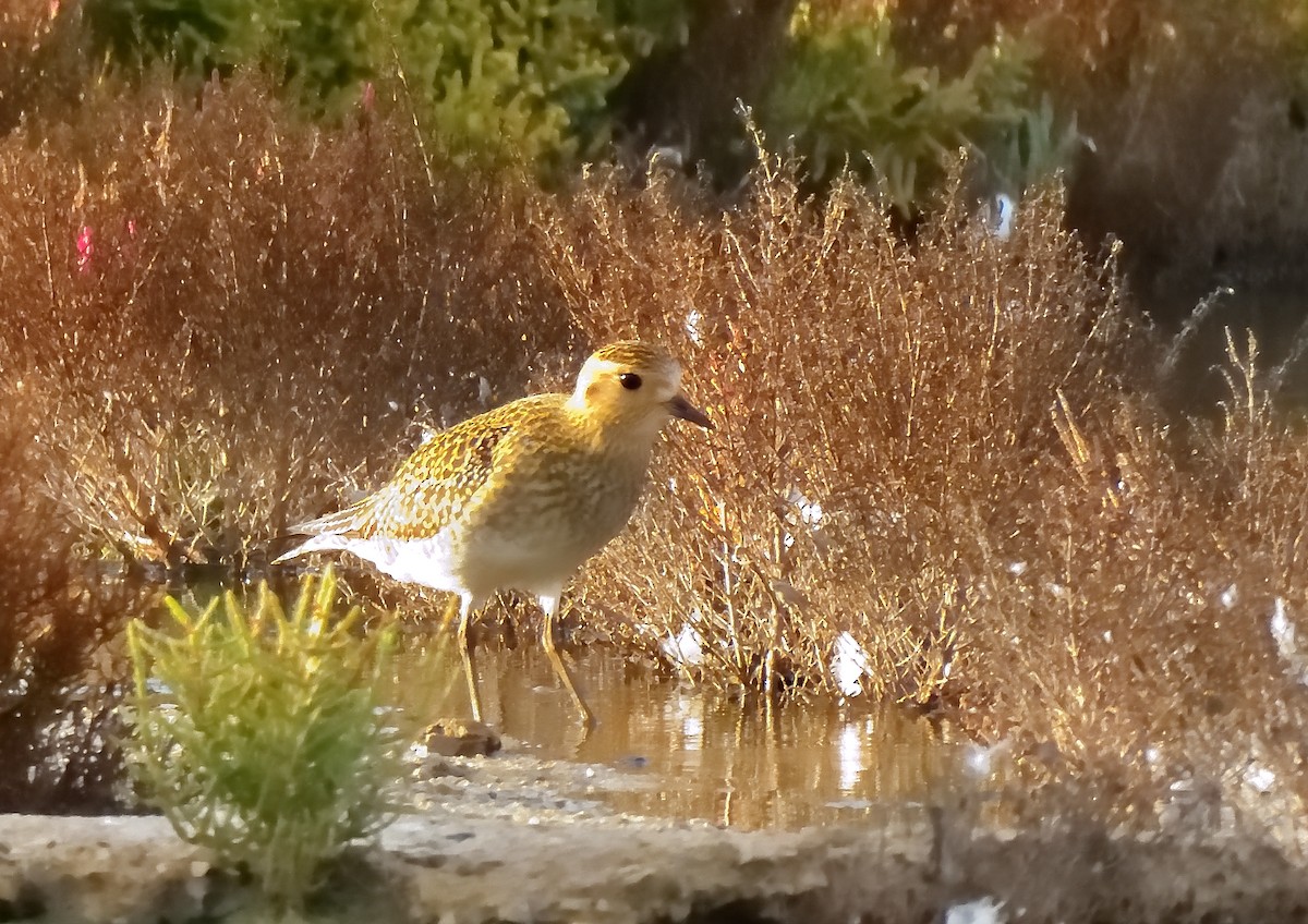 European Golden-Plover - ML644473620