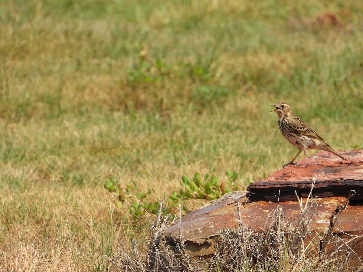 Зосон гүеэт шийхнүүхэй - ML644473631