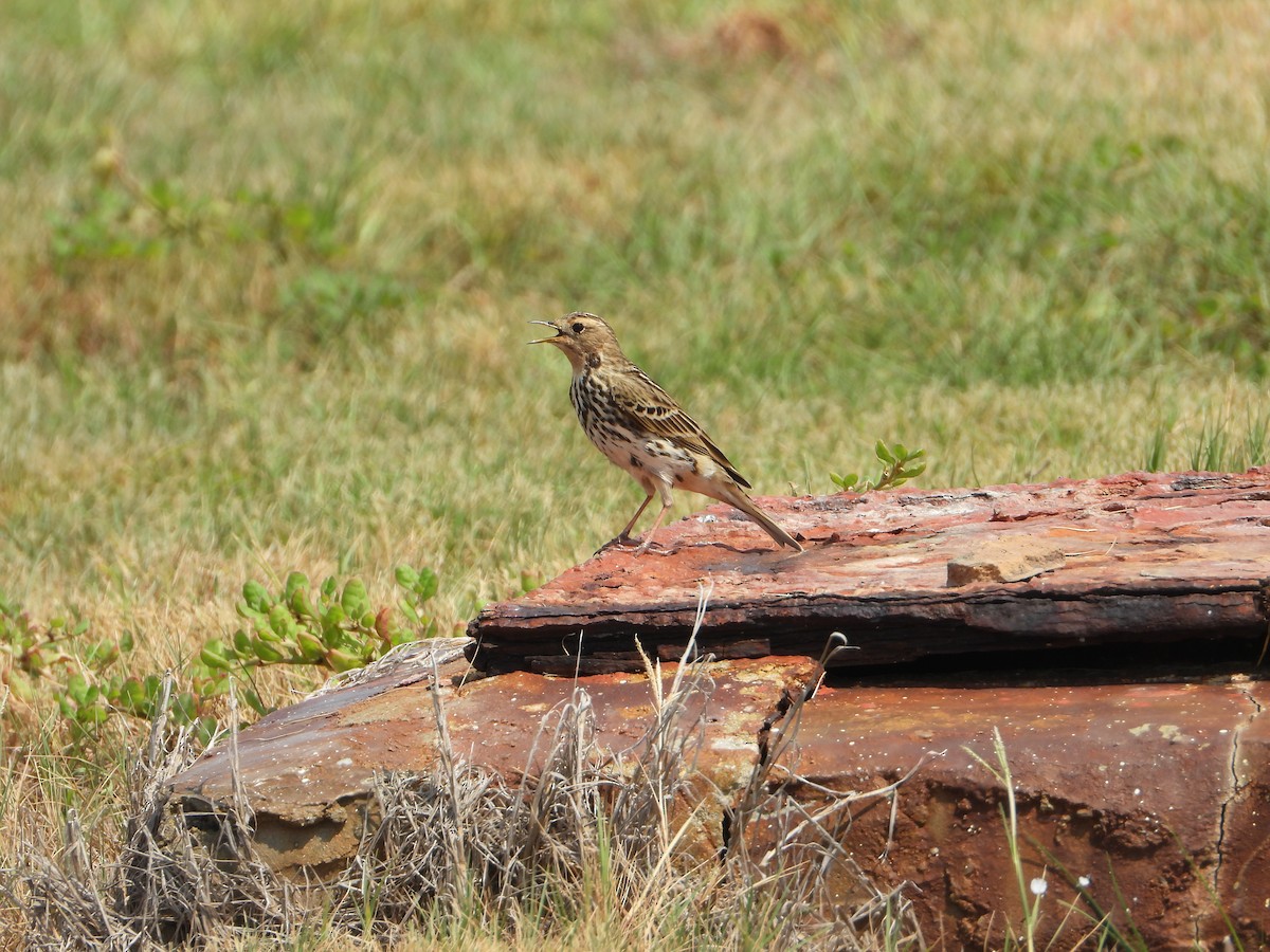 Зосон гүеэт шийхнүүхэй - ML644473632