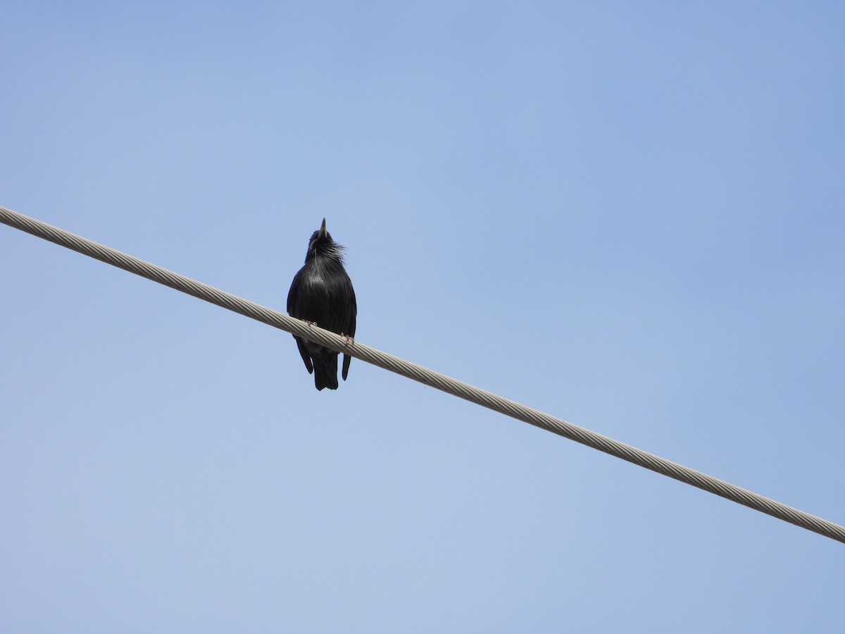 Étourneau unicolore - ML644473635