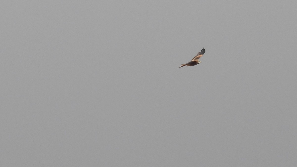 Red Kite - ML644473640