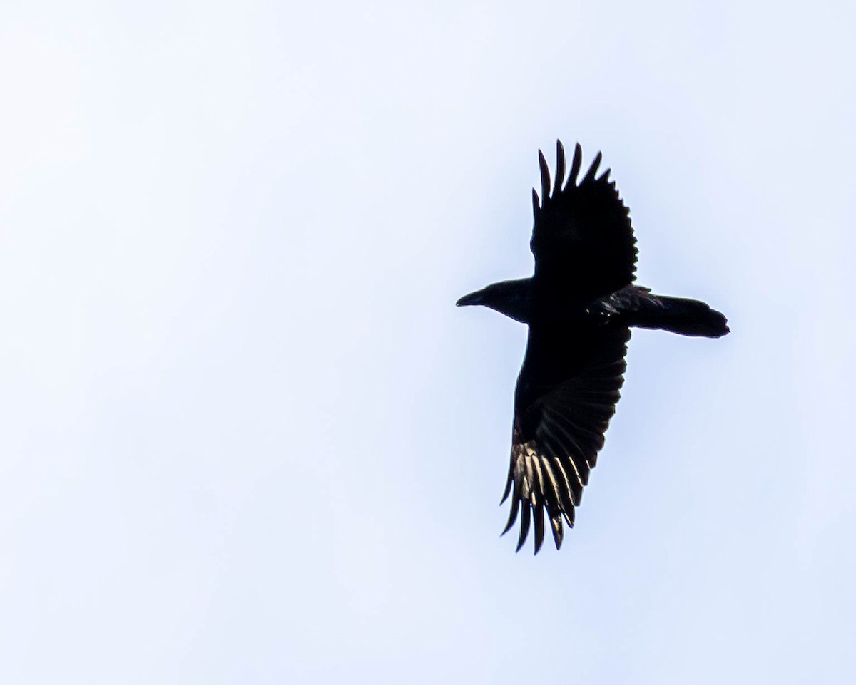 Common Raven - ML644473641