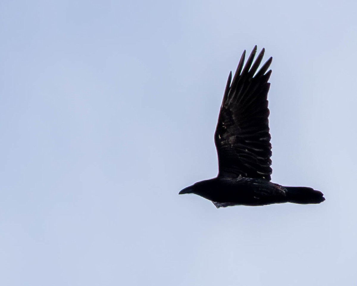 Common Raven - ML644473642