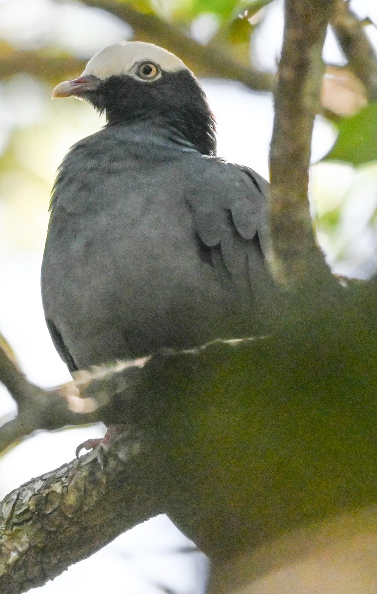 White-crowned Pigeon - ML644473643