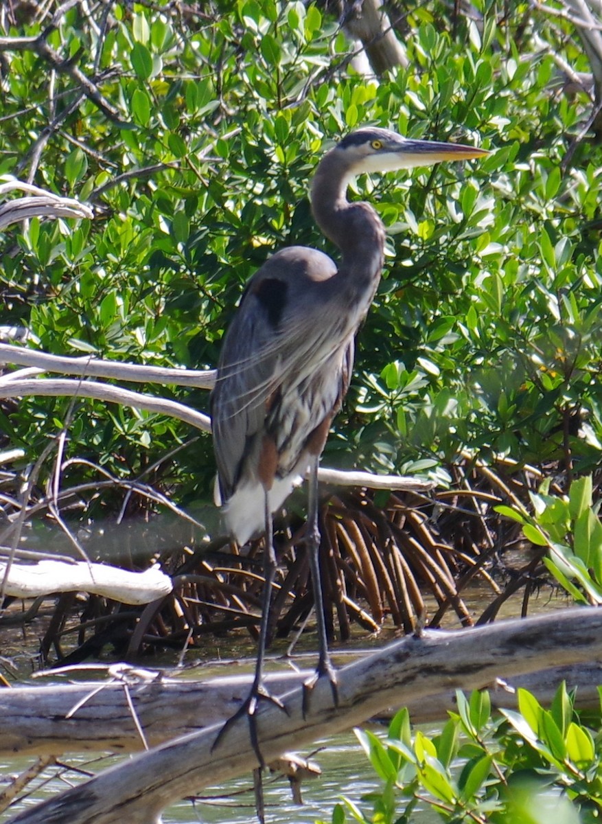 Большая голубая цапля - ML644473650