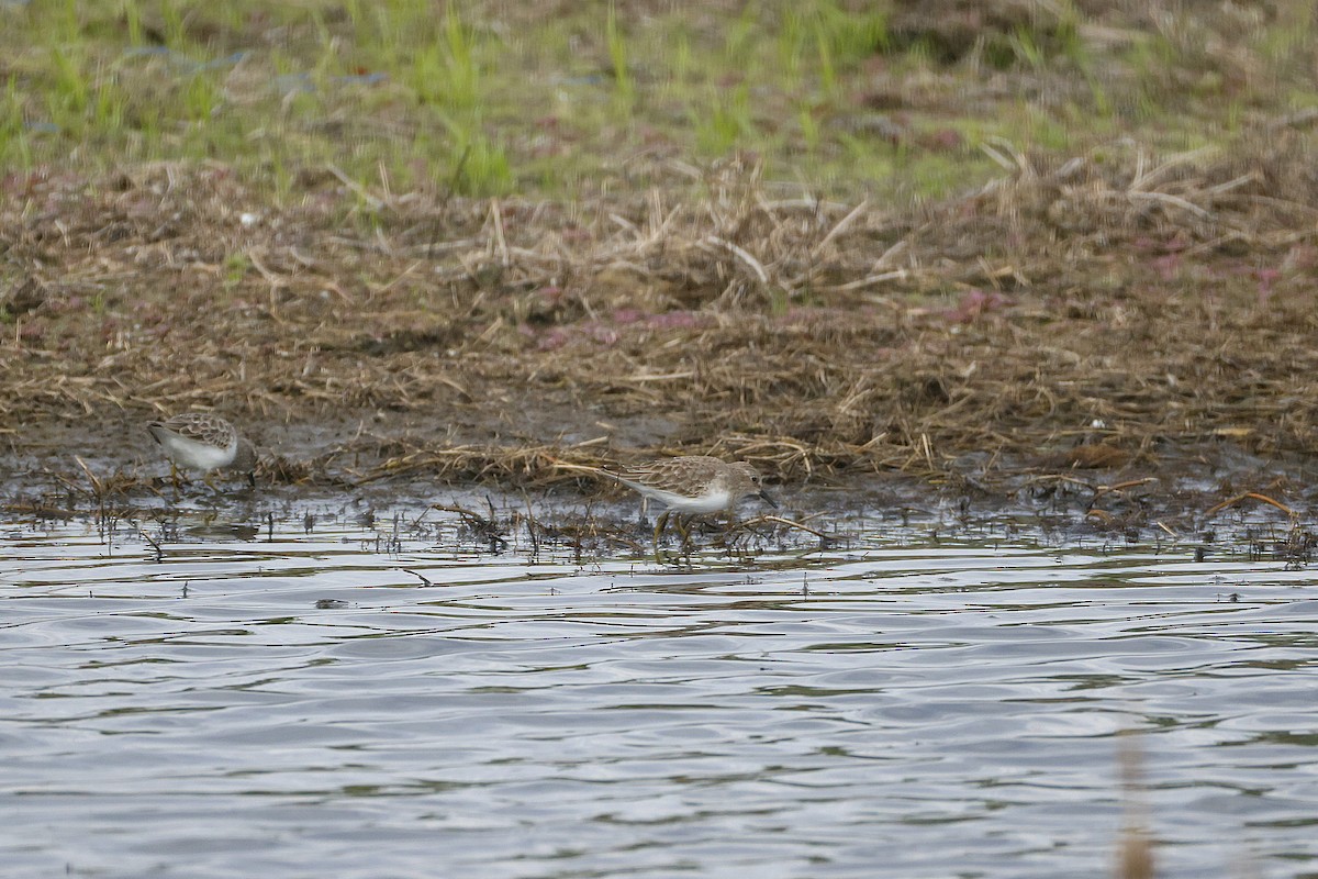 アメリカヒバリシギ - ML644473657