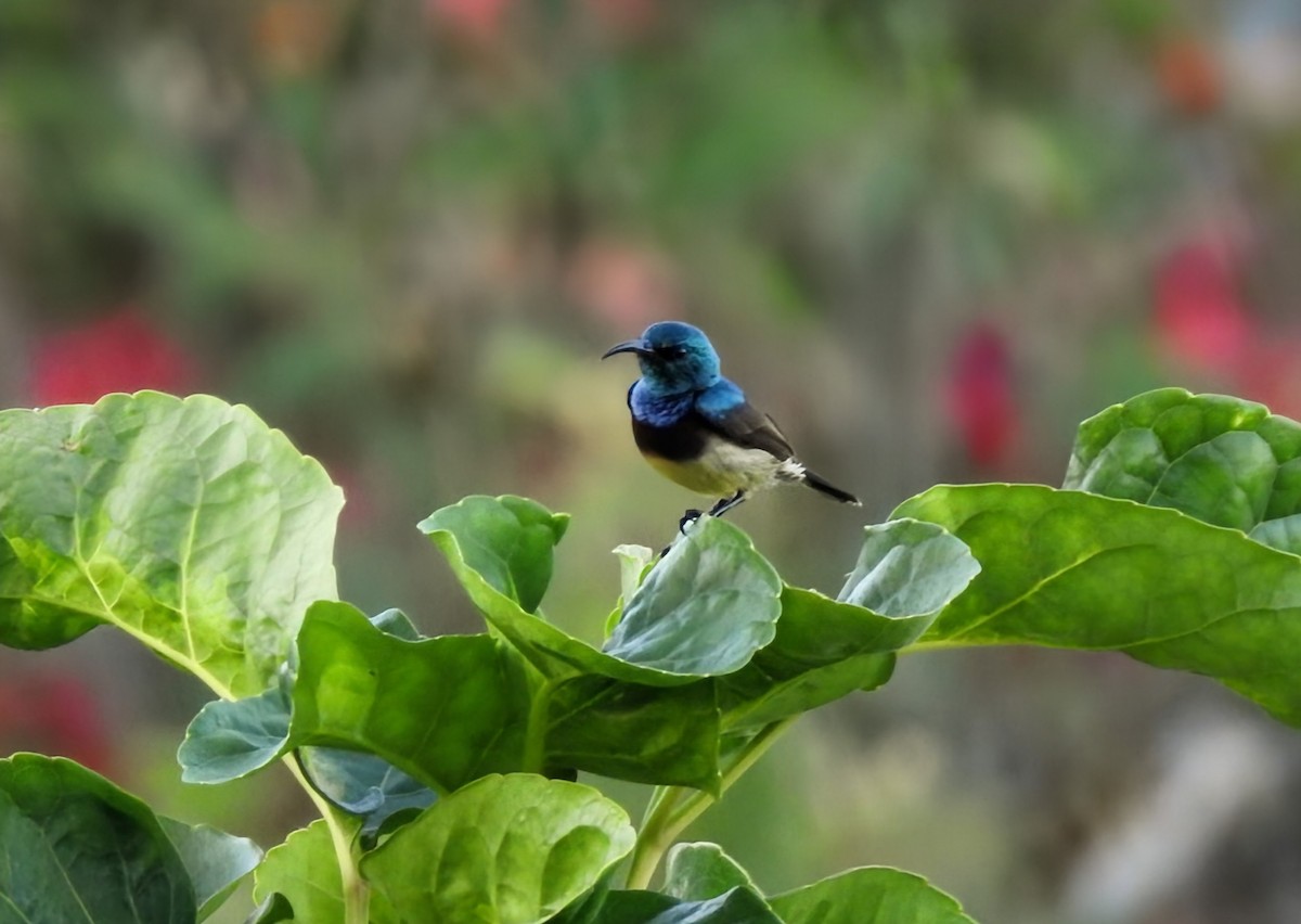 sovimangasolfugl - ML644473658