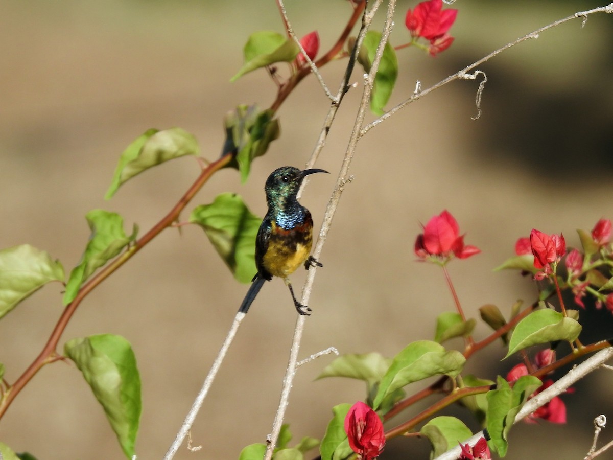 sovimangasolfugl - ML644473659