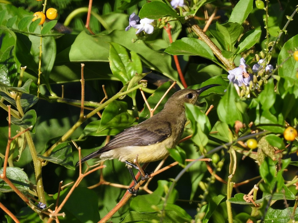 sovimangasolfugl - ML644473660