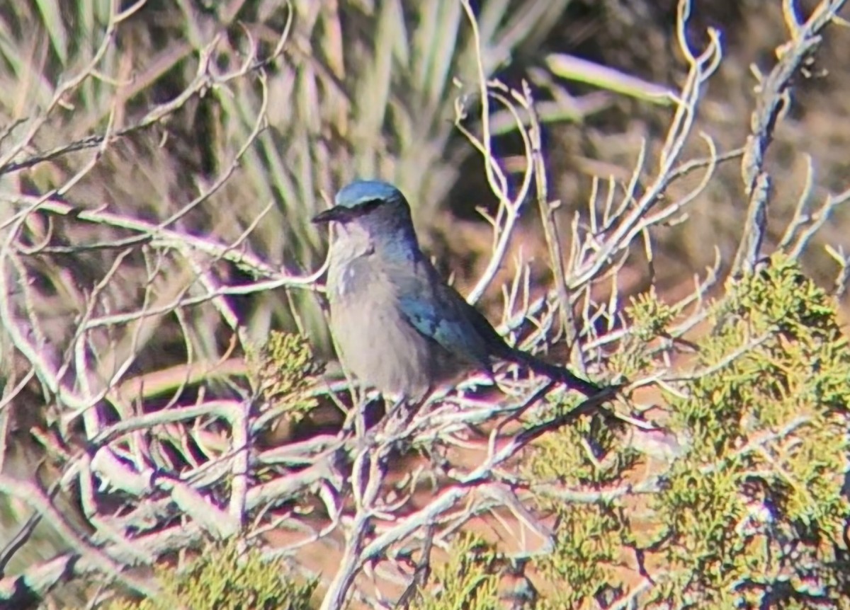 Woodhouse's Scrub-Jay - ML644473662