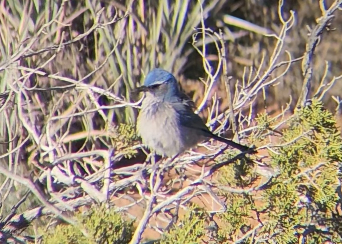 Woodhouse's Scrub-Jay - ML644473663