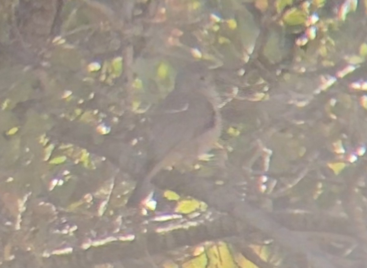 Juniper Titmouse - ML644473668