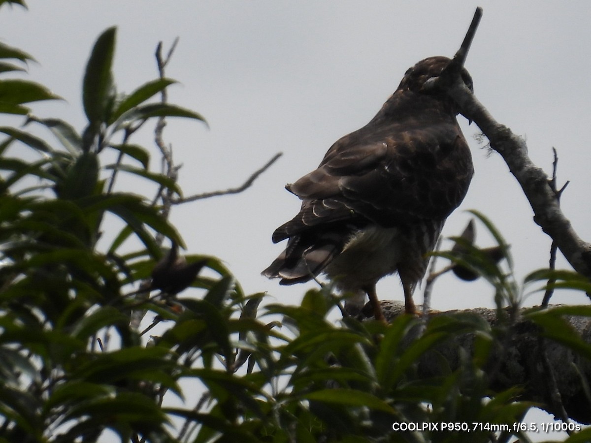 Busardo Aliancho - ML644473669