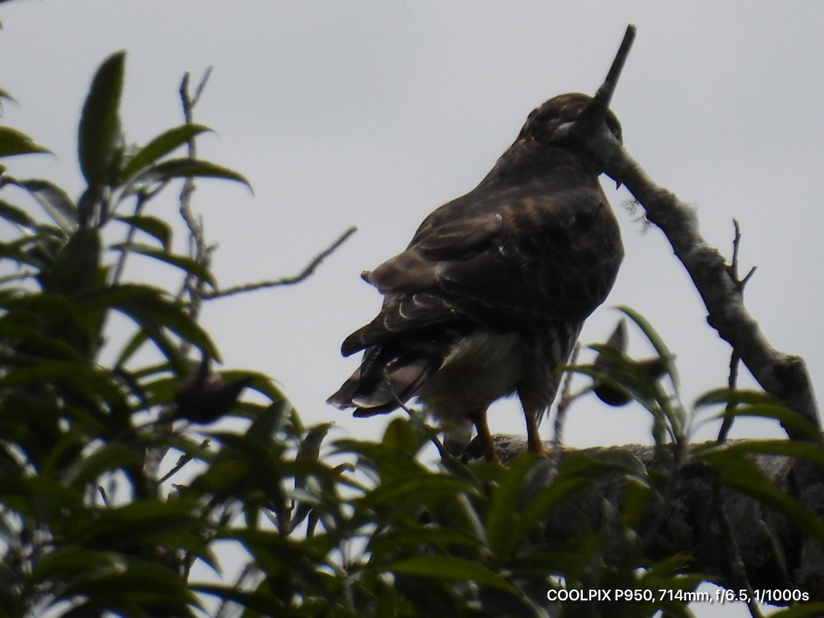 Busardo Aliancho - ML644473671