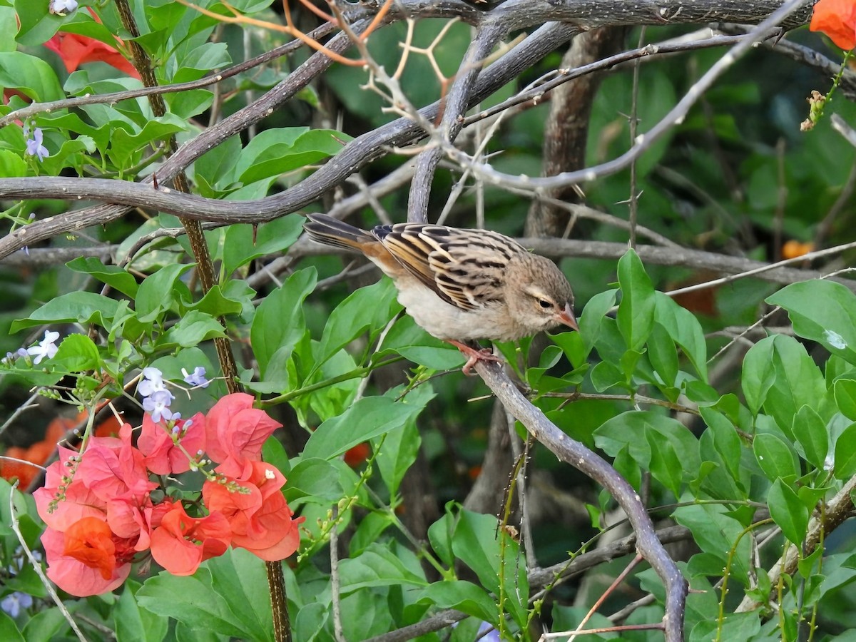Red Fody - ML644473679