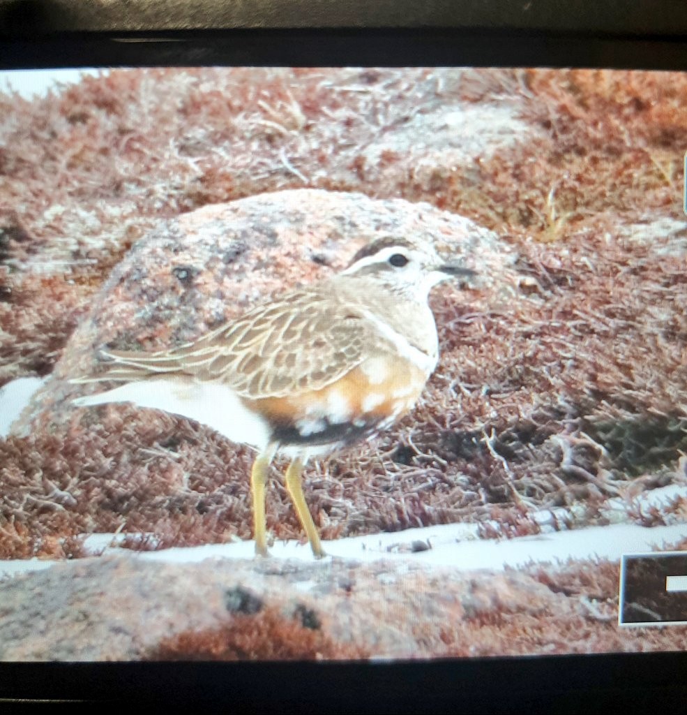 Eurasian Dotterel - ML644473683