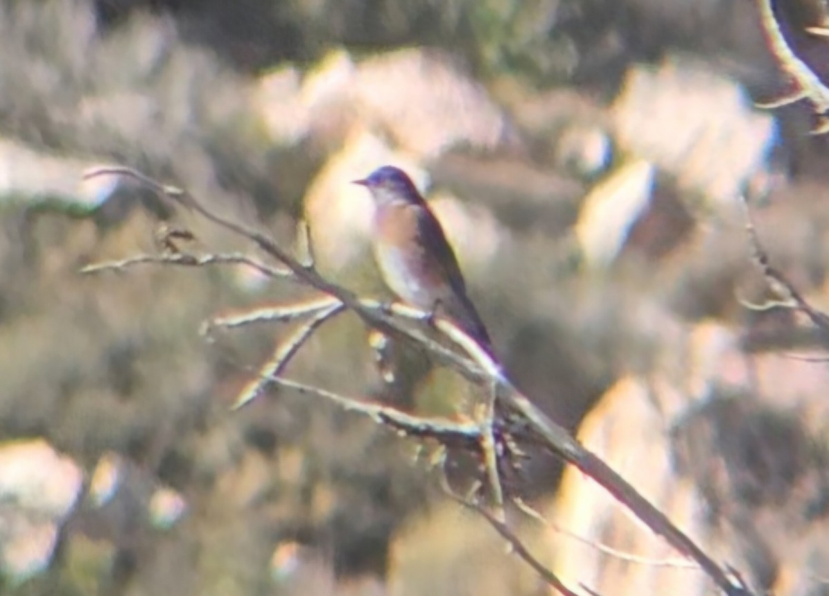 Western Bluebird - ML644473692