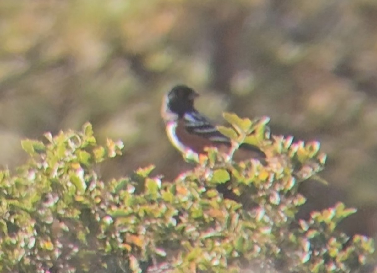 Spotted Towhee - ML644473696
