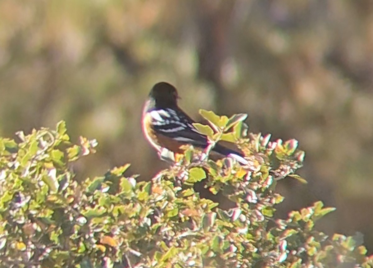 Spotted Towhee - ML644473697