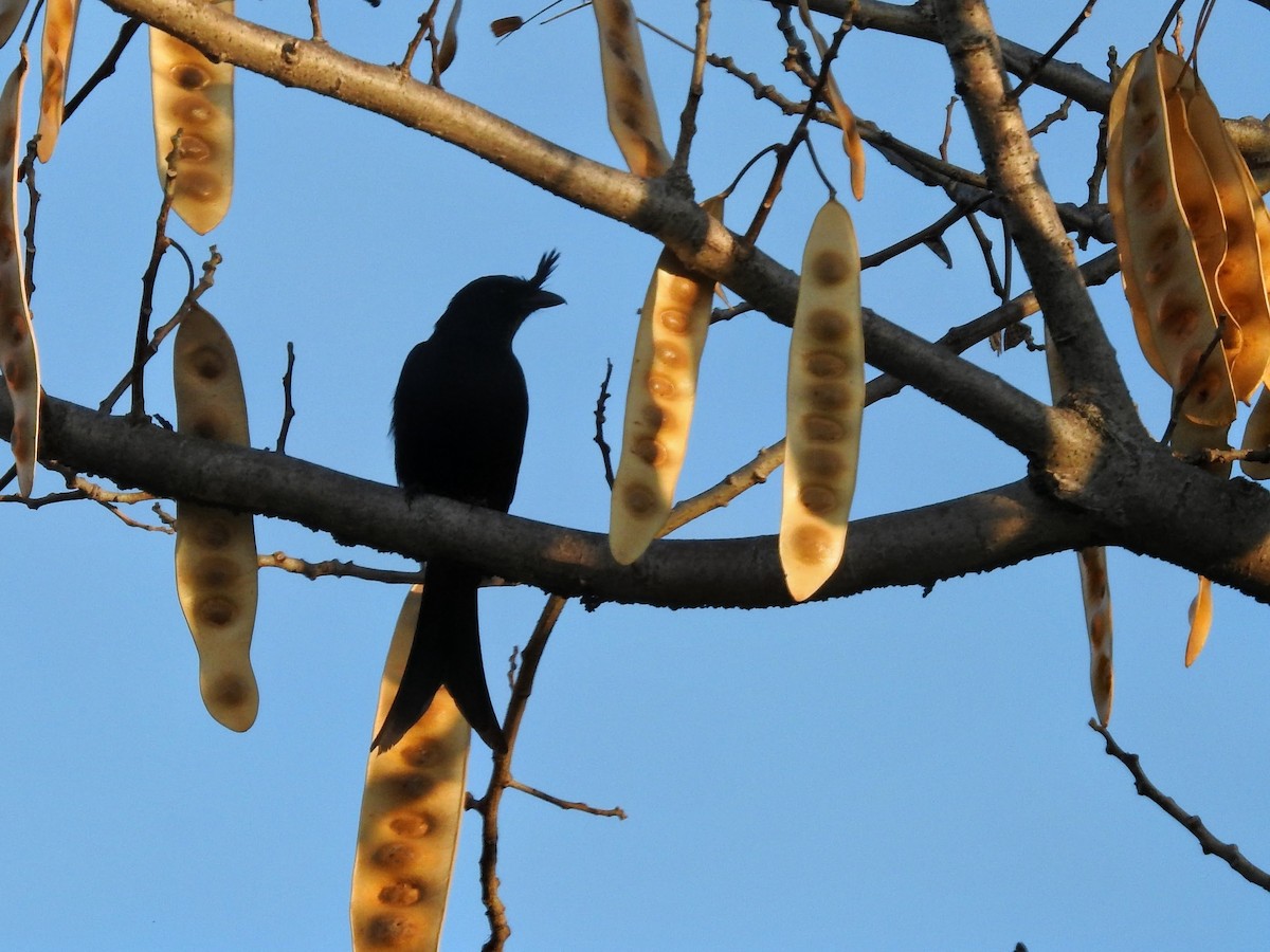 Crested Drongo - ML644473699