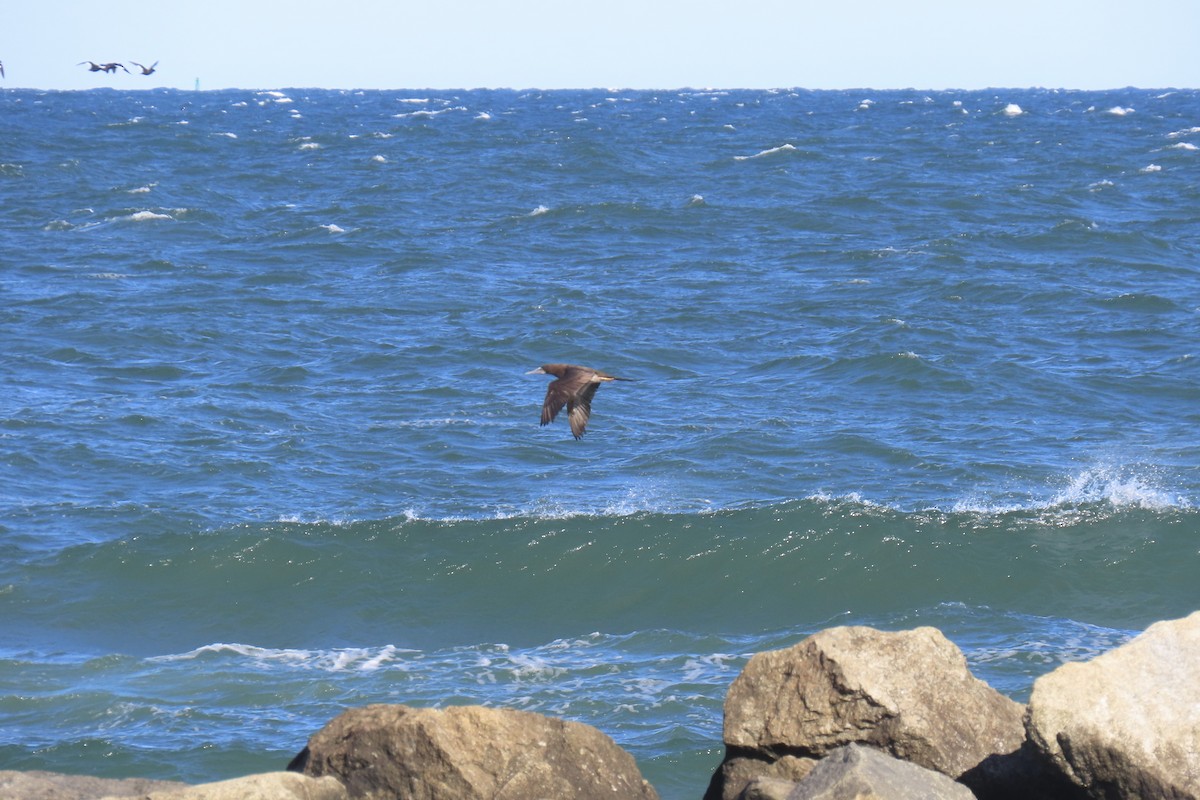 Sula fosca - ML644473704