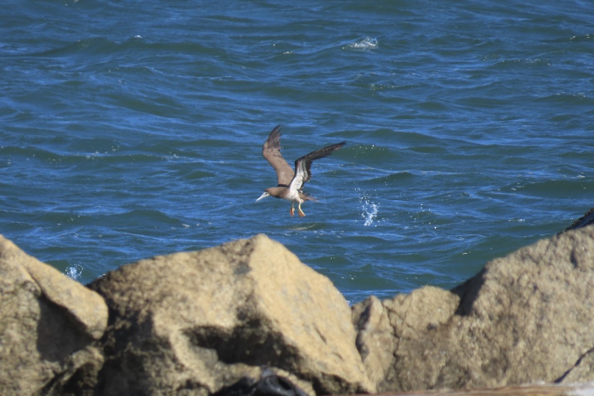 Sula fosca - ML644473706