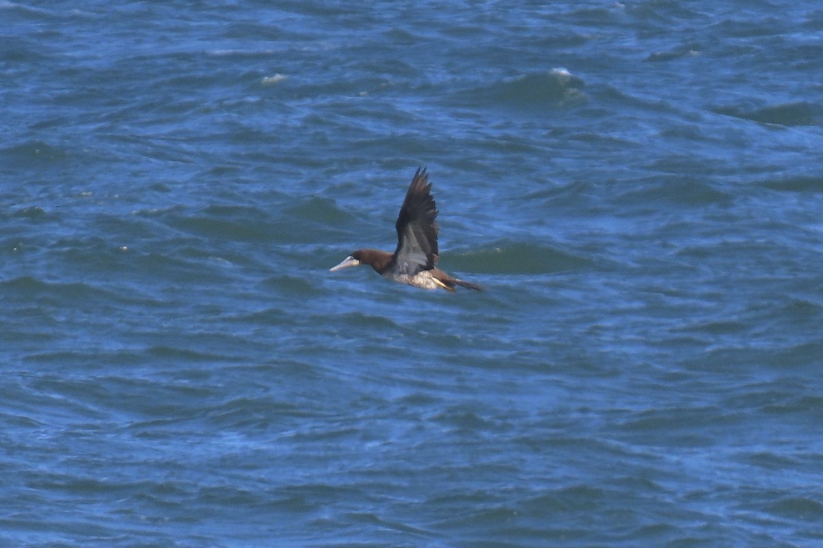 Sula fosca - ML644473708