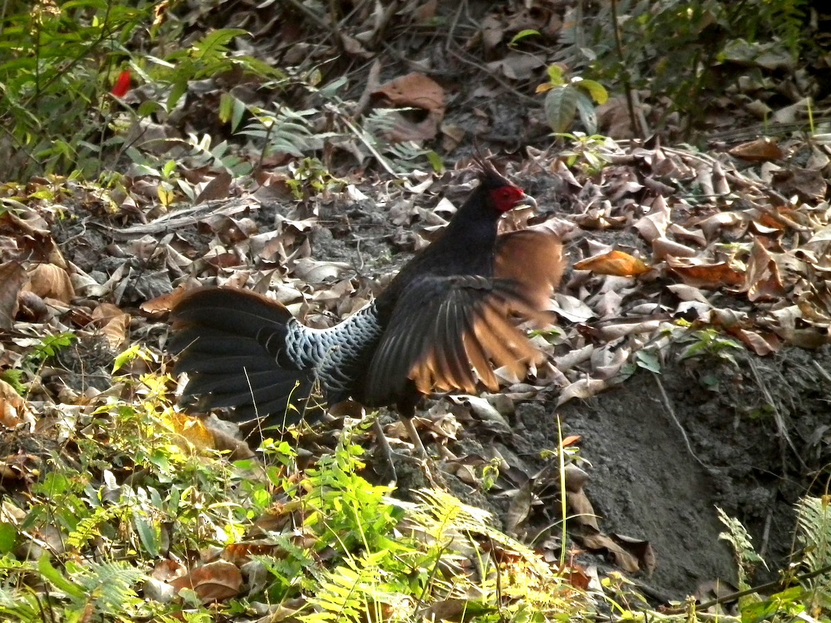 Kalij Pheasant - ML644473713