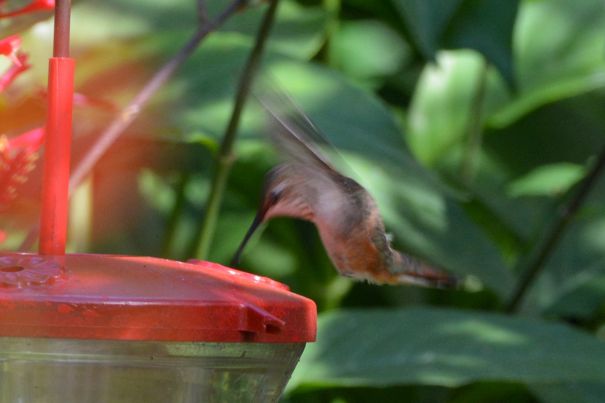 Rufous Hummingbird - ML644473717