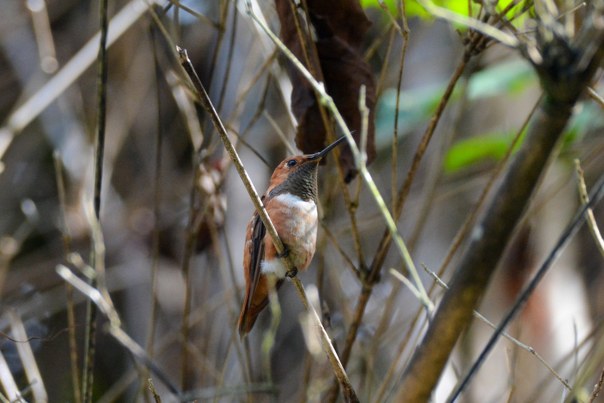 Rufous Hummingbird - ML644473719