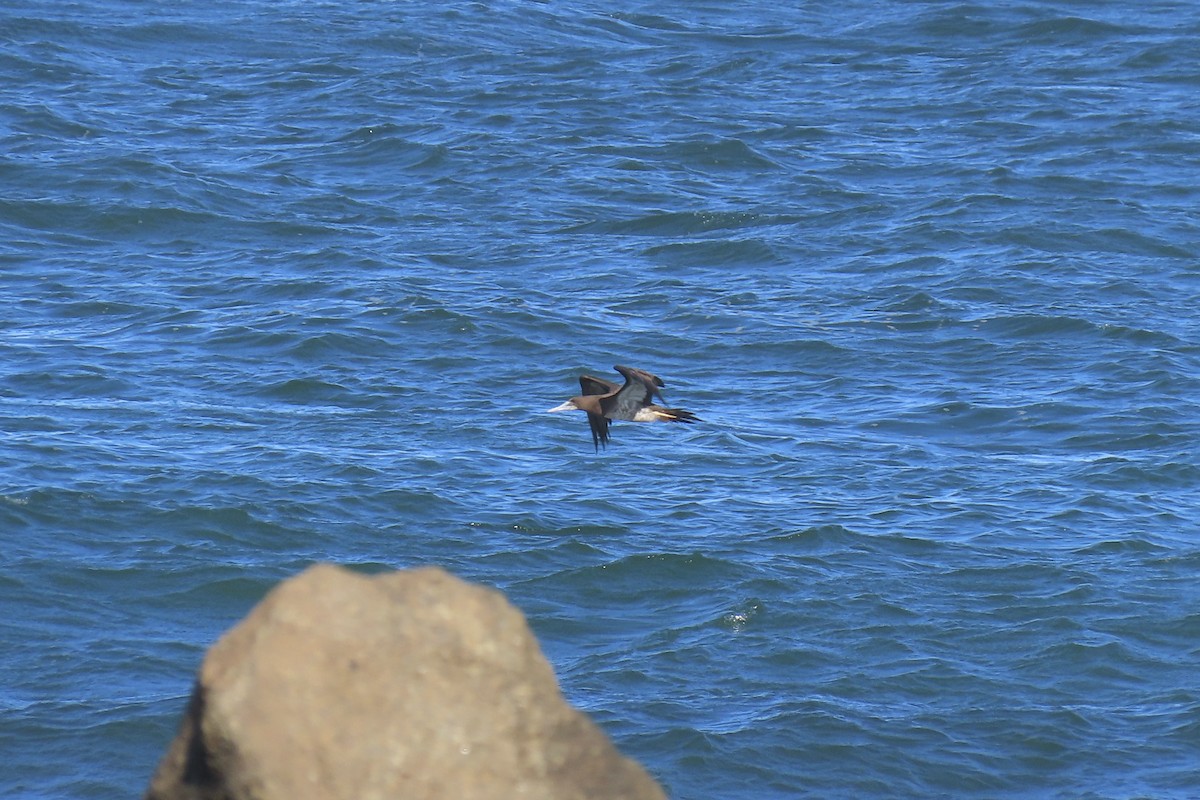 Sula fosca - ML644473722