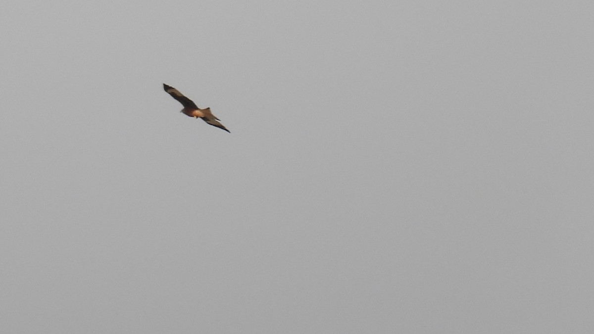 Red Kite - ML644473723