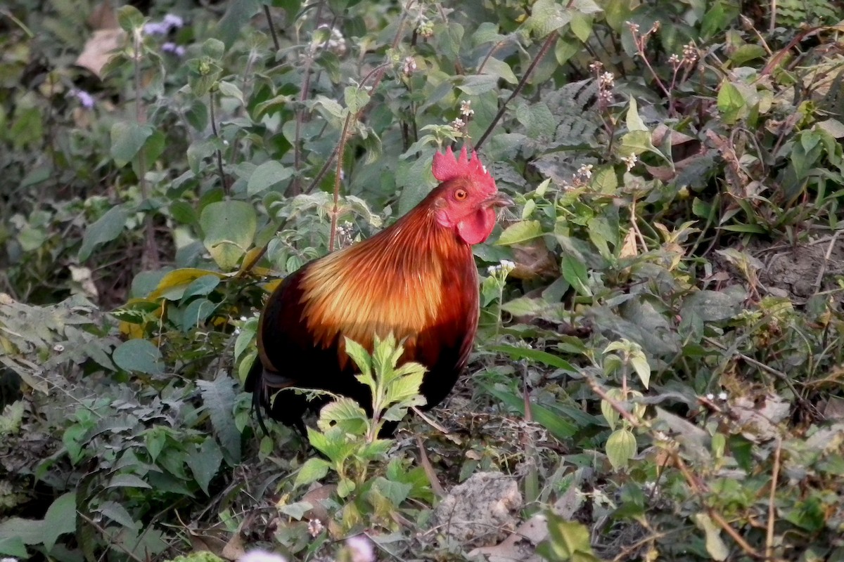 Red Junglefowl - ML644473724