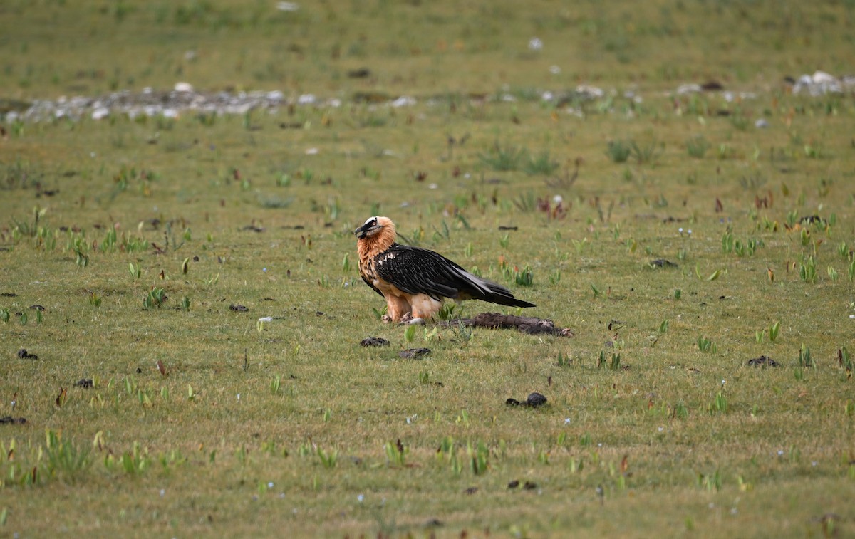 orlosup bradatý - ML644473726