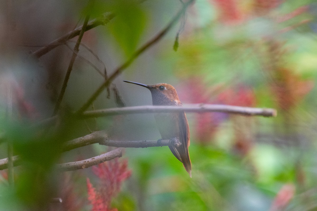 Rufous Hummingbird - ML644473731