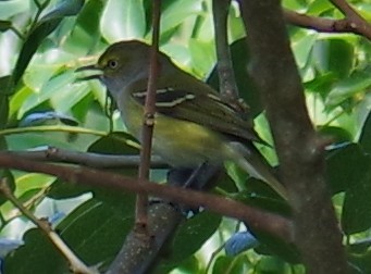 Белоглазый виреон - ML644473733