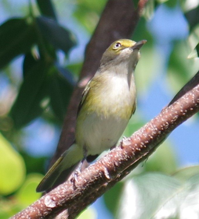 Белоглазый виреон - ML644473734