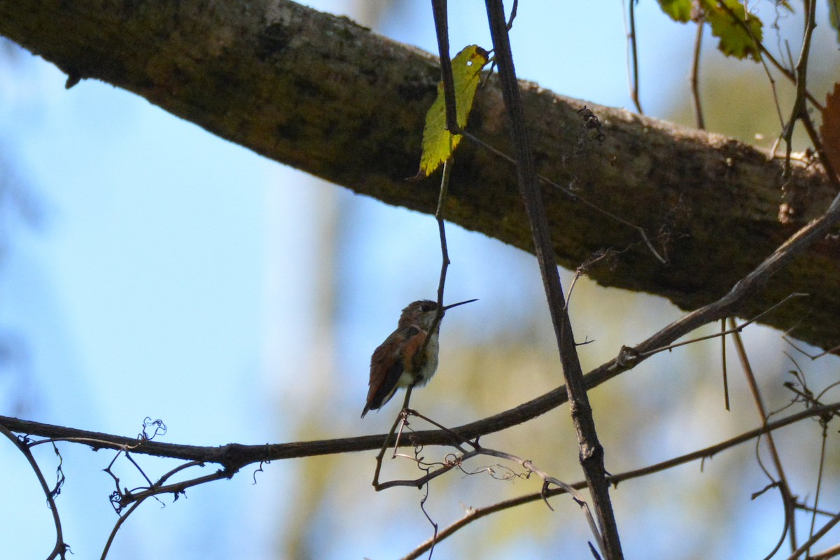 Rufous Hummingbird - ML644473736