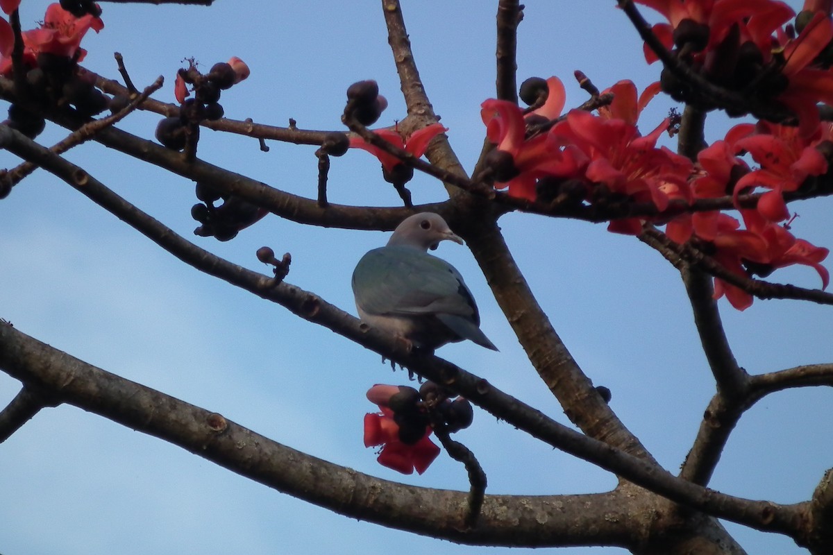Green Imperial-Pigeon - ML644473739