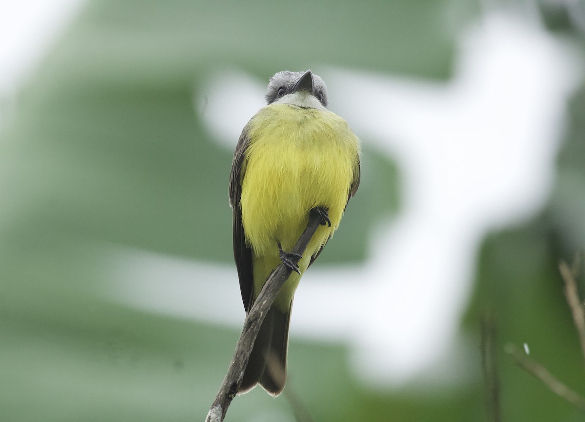 Tropical Kingbird - ML644473743