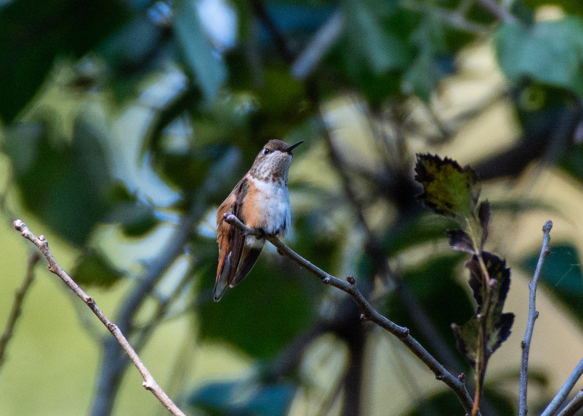 Rufous Hummingbird - ML644473744